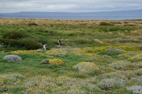 Magellán pingvinek Spheniscus magellanicus az Otway Sound és a Pingvin Reserve. — Stock Fotó
