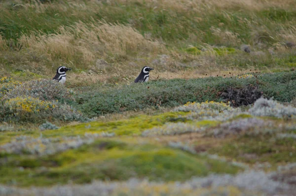 Magellán pingvinek Spheniscus magellanicus az Otway Sound és a Pingvin Reserve. — Stock Fotó