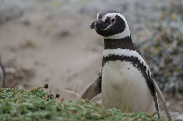 Pingüino magallánico Spheniscus magellanicus en el Otway Sound y la Reserva de Pingüinos . — Foto de Stock