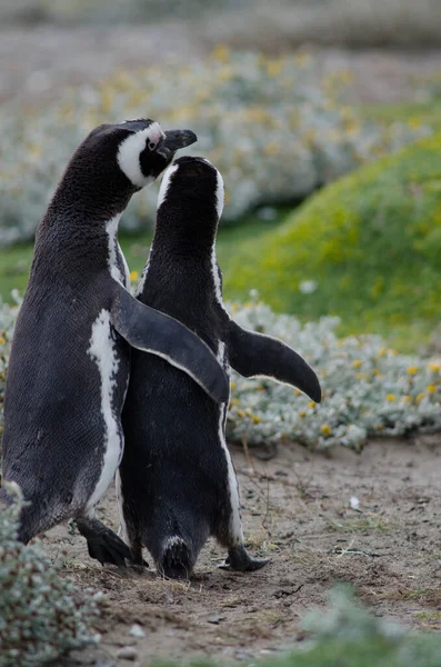 Magellanský tučňák v rezervaci Otway Sound and Penguin. — Stock fotografie