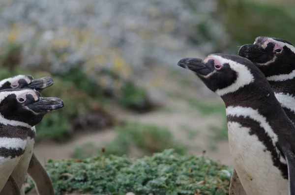 Pingüino magallánico en el Otway Sound y Reserva de Pingüinos . — Foto de Stock