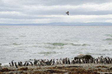 Otway Sound ve Penguen Rezervinde Macellan penguenleri.