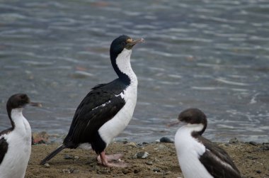 Punta Arenas sahilinde imparatorluk sevişmeleri.