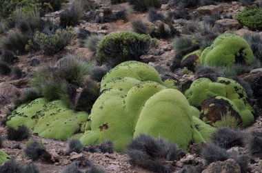 Yareta Azorella compacta in Lauca National Park. clipart