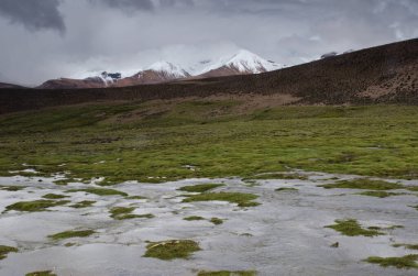 Lauca Nehri, Lauca Ulusal Parkı 'nda çayır ve karlı tepeler.