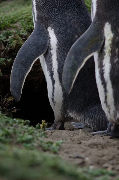 Pingüino magallánico en el Otway Sound y Reserva de Pingüinos . — Foto de Stock