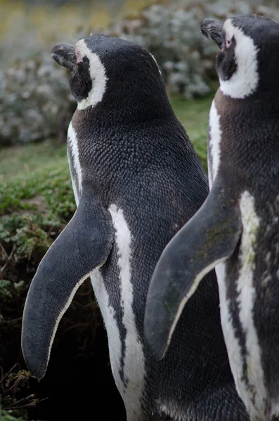 Pingüinos magallánicos en el Otway Sound y la Reserva de Pingüinos . — Foto de Stock