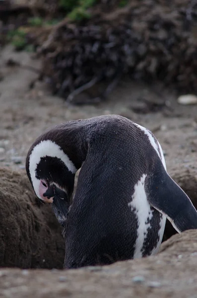 Pingüino magallánico en la Reserva de Otway Sound y Penguin . — Foto de Stock