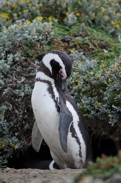 Pingüino magallánico en la Reserva de Otway Sound y Penguin . — Foto de Stock