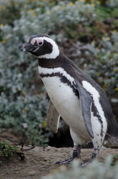 Pingüino magallánico Spheniscus magellanicus en el Otway Sound y la Reserva de Pingüinos . — Foto de Stock