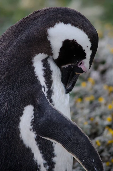 Pingüino magallánico en la Reserva de Otway Sound y Penguin . — Foto de Stock