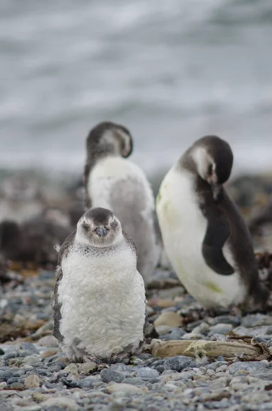 Магеллановы пингвины в проливе Отвей и заповеднике пингвинов . — стоковое фото