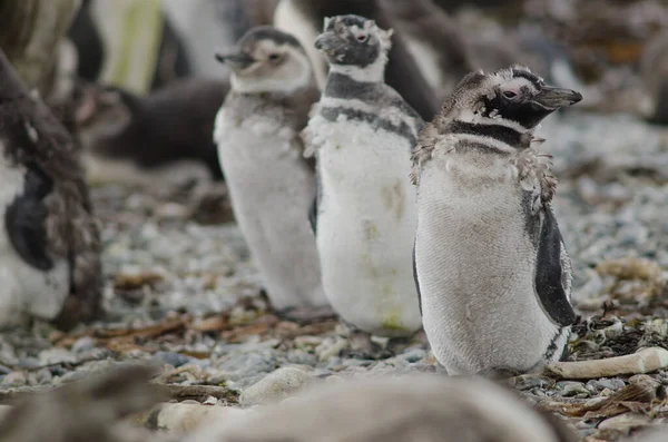 Pingüinos magallánicos en el Otway Sound y la Reserva de Pingüinos . — Foto de Stock