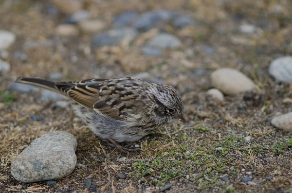 Juvenil rufsig sparv i Otway Sound och Penguin Reserve. — Stockfoto