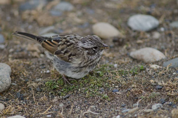 Passero dal collare rustico giovanile nella Riserva del Suono e del Pinguino di Otway . — Foto Stock