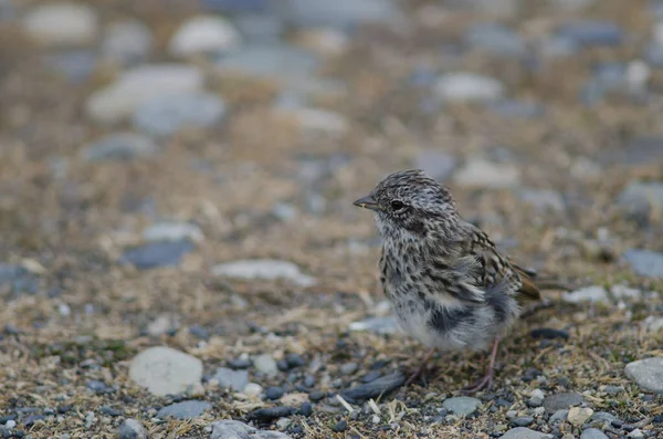 Gorrión de cuello rufo juvenil en la Reserva Otway Sound y Penguin . — Foto de Stock