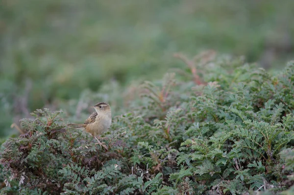 Çimen kırbacı Kistothorus platenis hornensis on a bush. — Stok fotoğraf