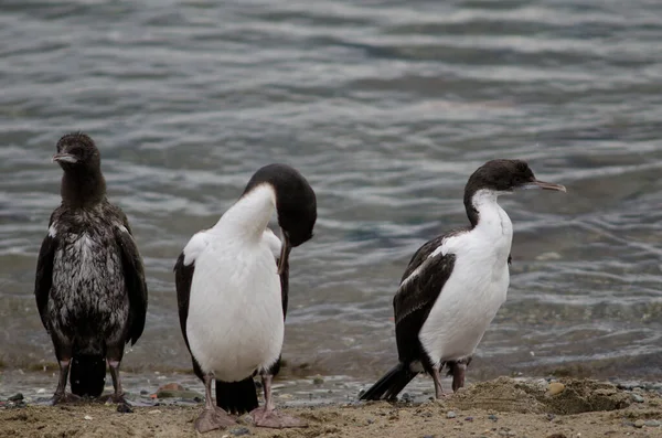 Imperial shags in the coast of Punta Arenas. — Stock Photo, Image