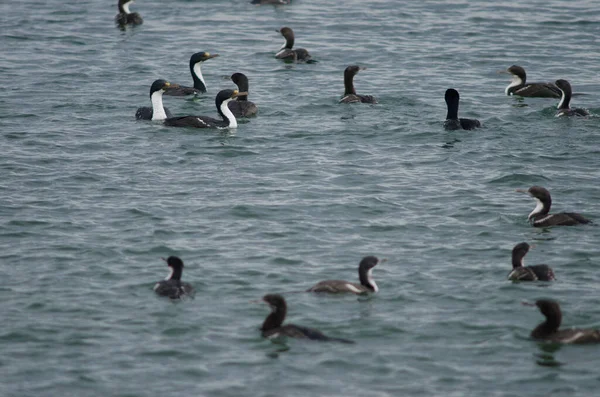 Imperial shags i kusten av Punta Arenas. — Stockfoto