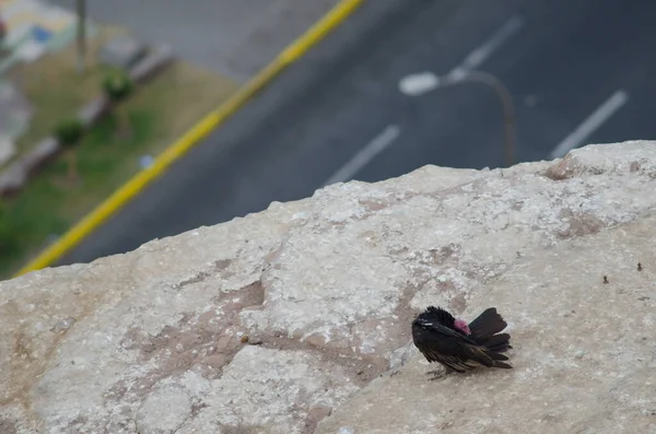 Buitre de pavo Cathartes aura acariciándose sobre una roca . —  Fotos de Stock