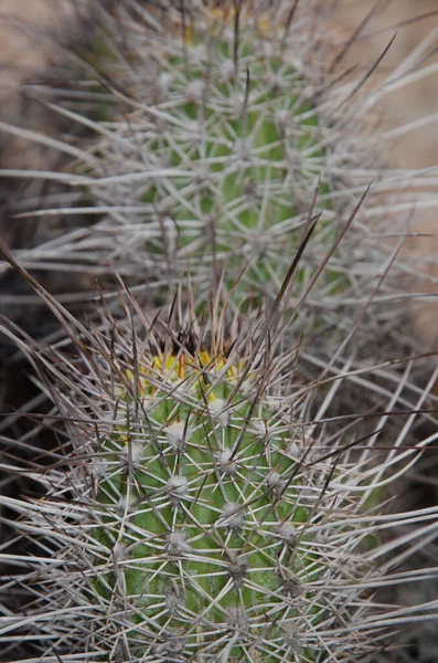 Arica y Parinacota bölgesinde kaktüs Haageocereus decumbens. — Stok fotoğraf