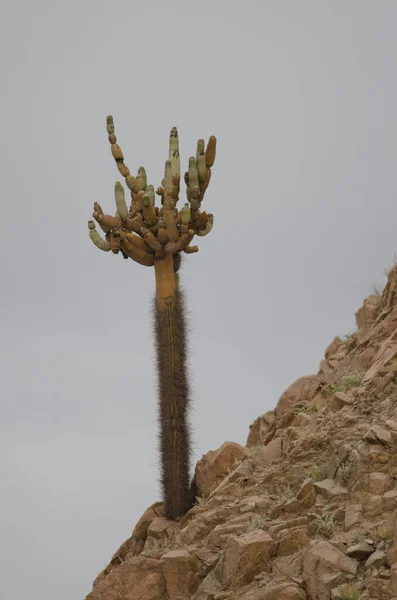 Cactus Browningia candelaris στην περιοχή Arica y Parinacota. — Φωτογραφία Αρχείου