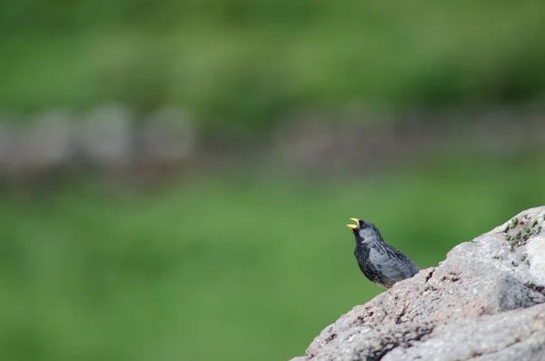 Sierra de cauda elástica masculina finch Phrygilus alaudinus bipartitus singing . — Fotografia de Stock