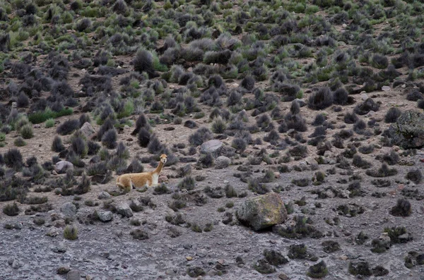 Vicuna Vicugna Vicugna odpočívá v národním parku Lauca. — Stock fotografie