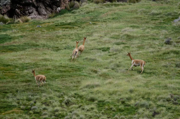 Vicunas Vicugna vicugna běh na louce. — Stock fotografie