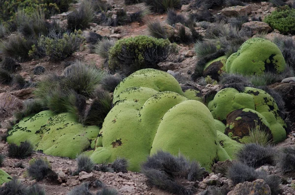 Lauca Ulusal Parkı 'nda Yareta Azorella Compacta.