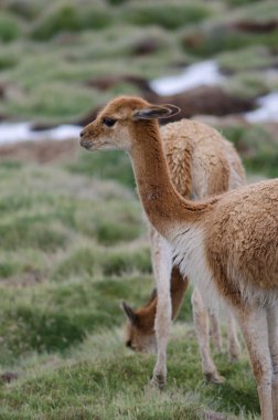 Vicunas Vicugna vicugna in Lauca National Park. clipart