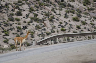 Vicuna Vicugna Vicugna yolu geçmeyi bekliyor..