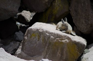 Güney Viscacha Lagidium Viscacia Bir kayanın üzerine ceketi siliyor.