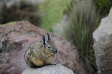Güney Viscacha Lagidium Viscacia bir kayanın üzerinde uyuyor..