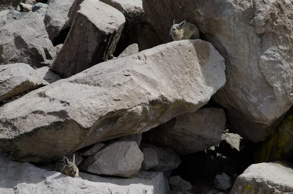 Zuidelijke viscacha 's Lagidium viscacia rustend tussen rotsen. — Stockfoto