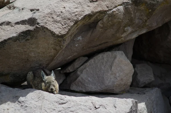 Zuidelijke viscacha Lagidium viscacia rustend tussen rotsen. — Stockfoto