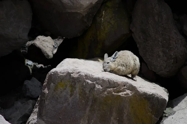 Viscacha del sur Lagidium viscacia rascarse y tomar el sol en una roca . —  Fotos de Stock