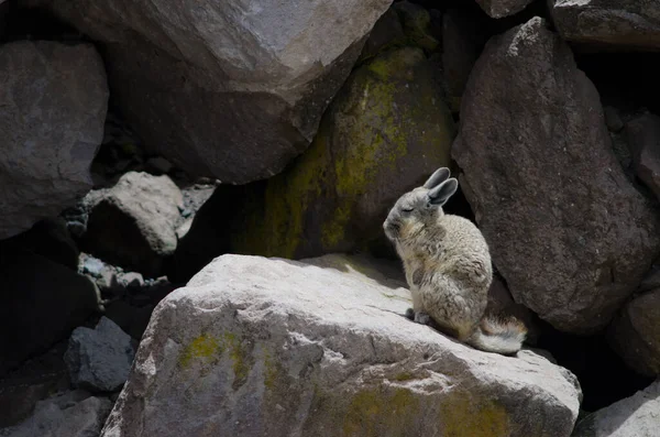 Viscacha del sur Lagidium viscacia sobre una roca . —  Fotos de Stock