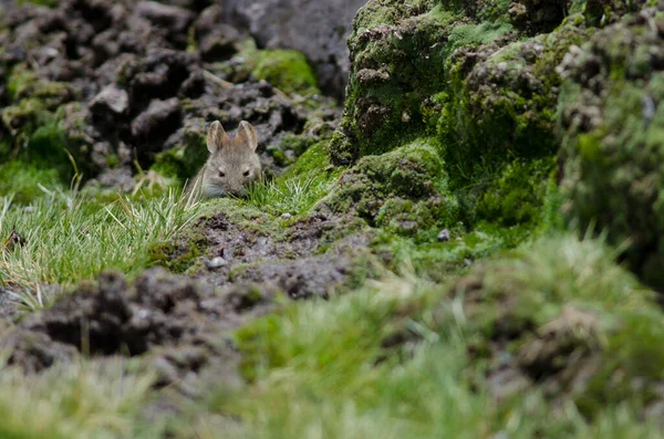 Bolivian big-eared mouse Auliscomys boliviensis in a meadow.