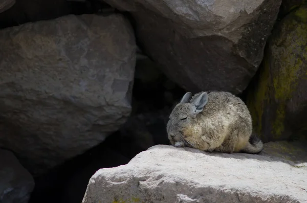 Zuidelijke viscacha Lagidium viscacia op een rots. — Stockfoto