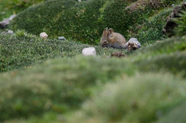 Ratón boliviano de orejas grandes Auliscomys boliviensis pastando en un prado . —  Fotos de Stock