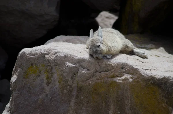 Zuidelijke viscacha Lagidium viscacia op een rots. — Stockfoto