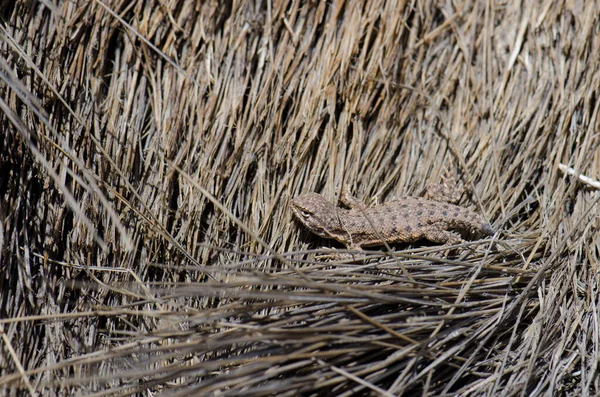 Ігуанський ящірка Liolaemus sp. у національному парку Лока.. — стокове фото
