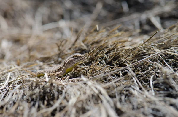 Iguanian lizard Liolaemus sp. in Lauca National Park. — Stock Photo, Image