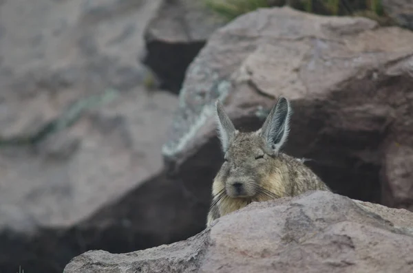 Viscacha du sud Lagidium viscacia au repos au Parinacota . — Photo