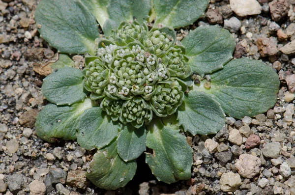 Plante sauvage dans le parc national de Lauca . — Photo