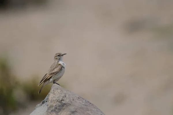 Lauca Ulusal Parkı 'nda kayadaki kuş.. — Stok fotoğraf