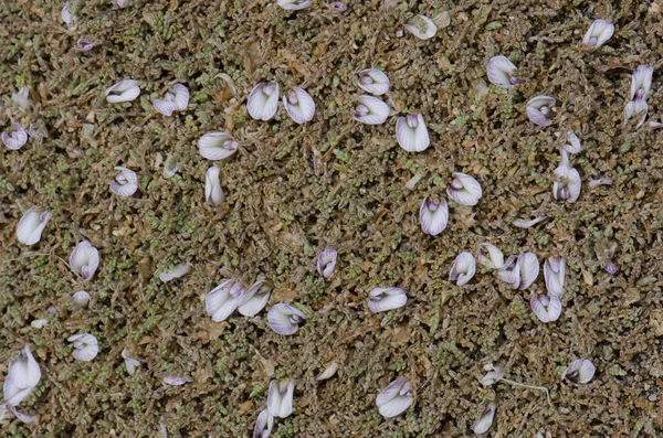 Dzika roślina w kwiatach w Parku Narodowym Lauca. — Zdjęcie stockowe