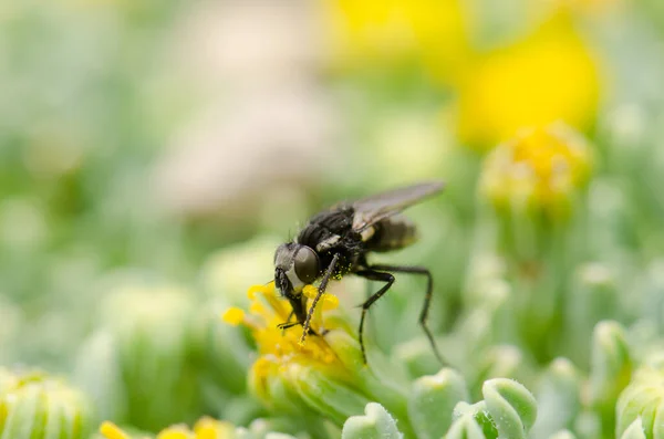 Voar alimentando-se de uma flor em um Parque Nacional Lauca . — Fotografia de Stock