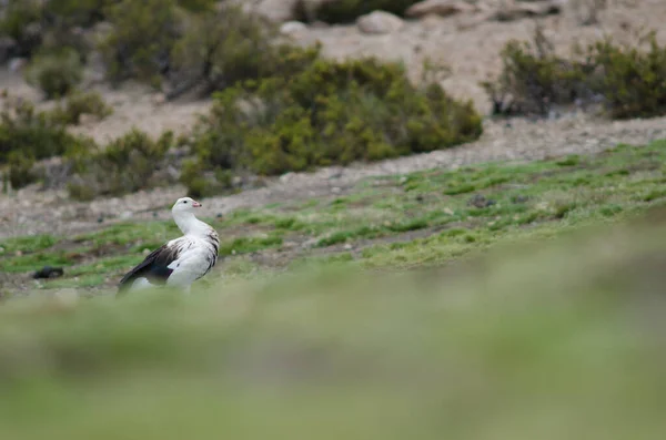 Oca Andina Chloephaga melanoptera nel Parco Nazionale Lauca . — Foto Stock